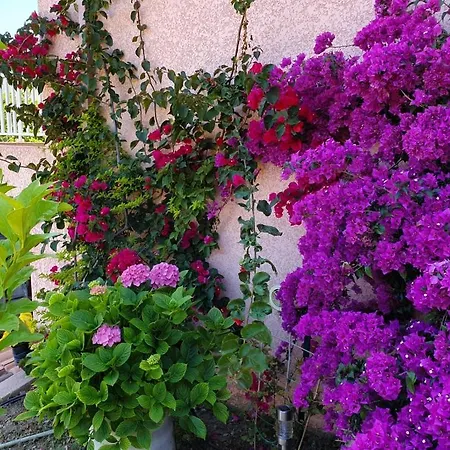 Cap Corse Vue Et Montagne *
